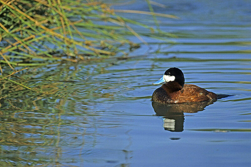 Ruddy Duck