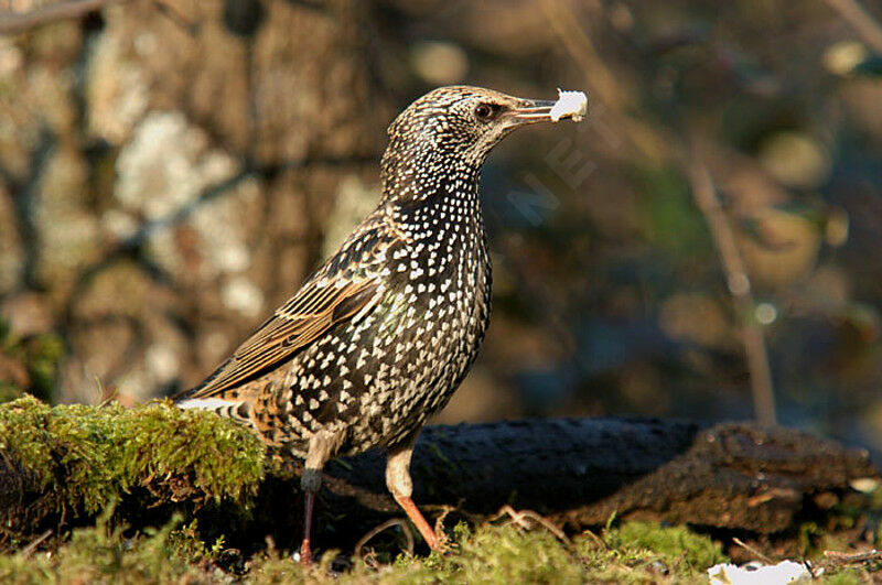 Common Starling