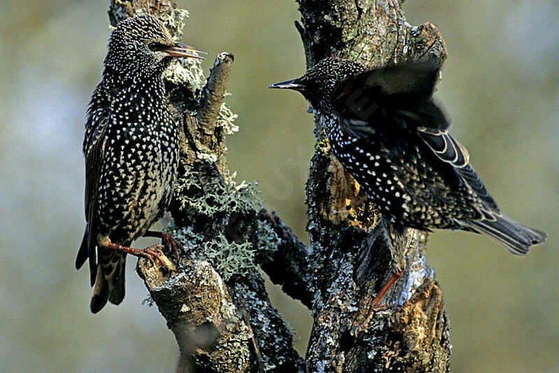 Common Starling