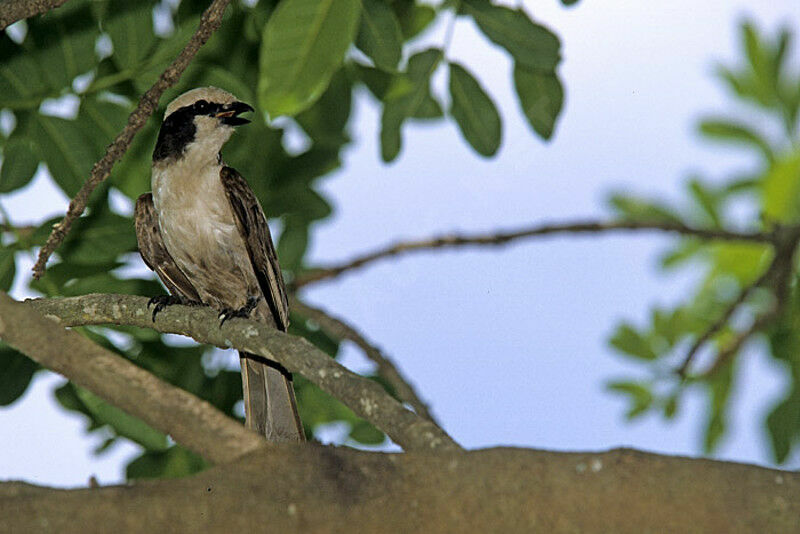 Southern White-crowned Shrike