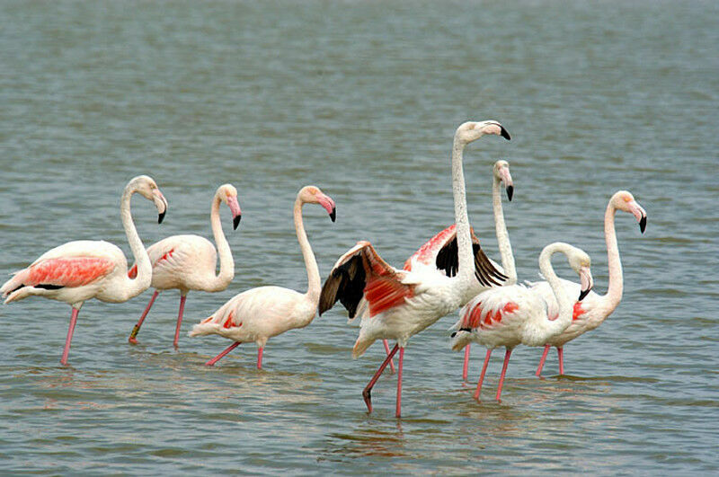 Greater Flamingo