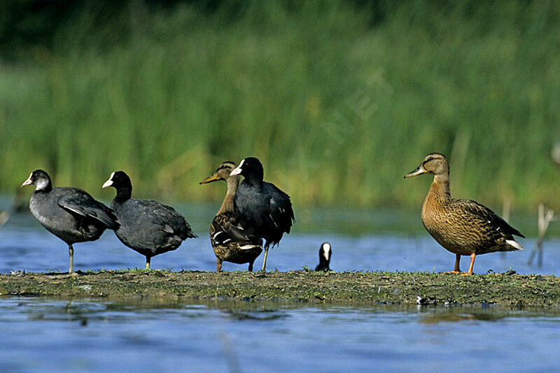 Eurasian Coot