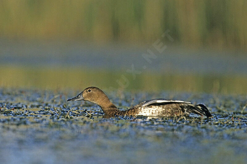 Common Pochard