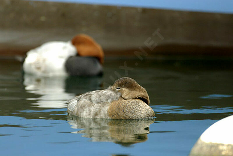 Common Pochard