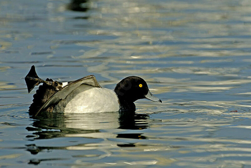 Tufted Duck