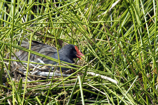 Gallinule poule-d'eau