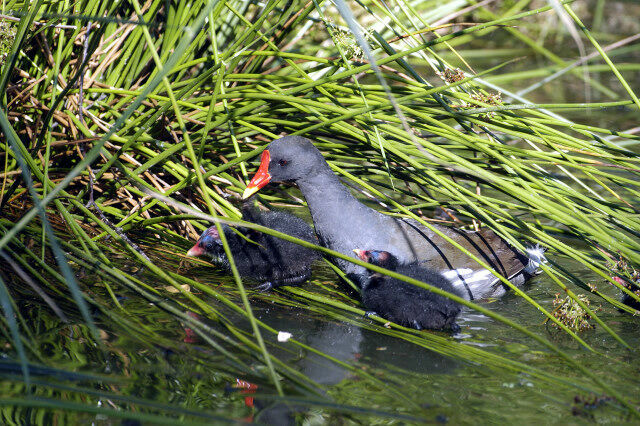 Gallinule poule-d'eau