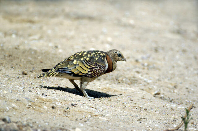 Pin-tailed Sandgrouse male adult