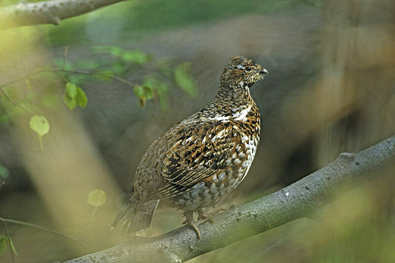 Gélinotte des bois