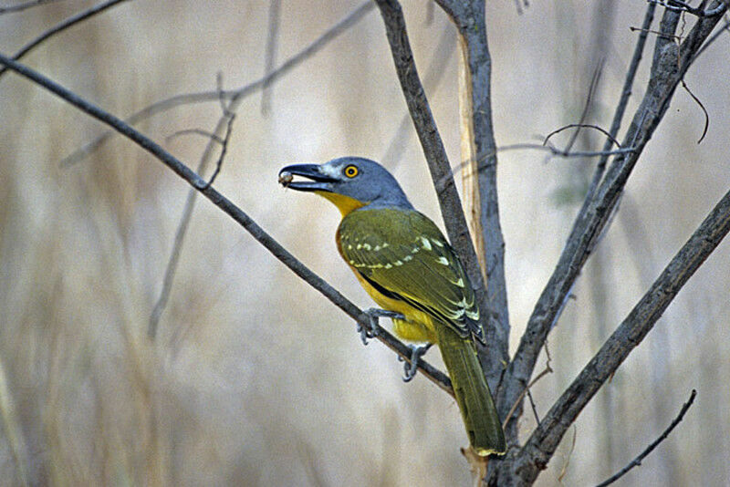 Grey-headed Bushshrike