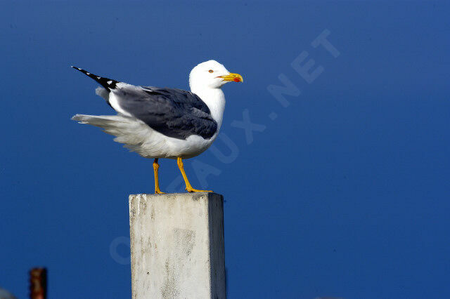 Yellow-legged Gull