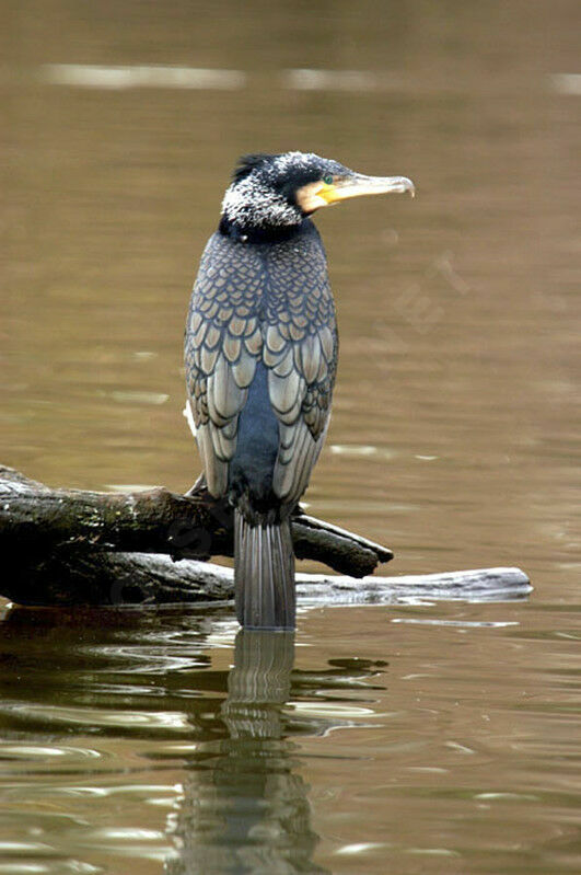 Great Cormorant