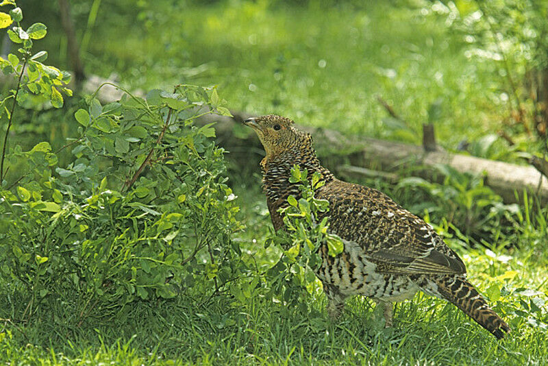 Western Capercaillie