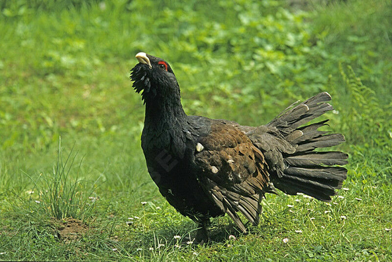 Western Capercaillie