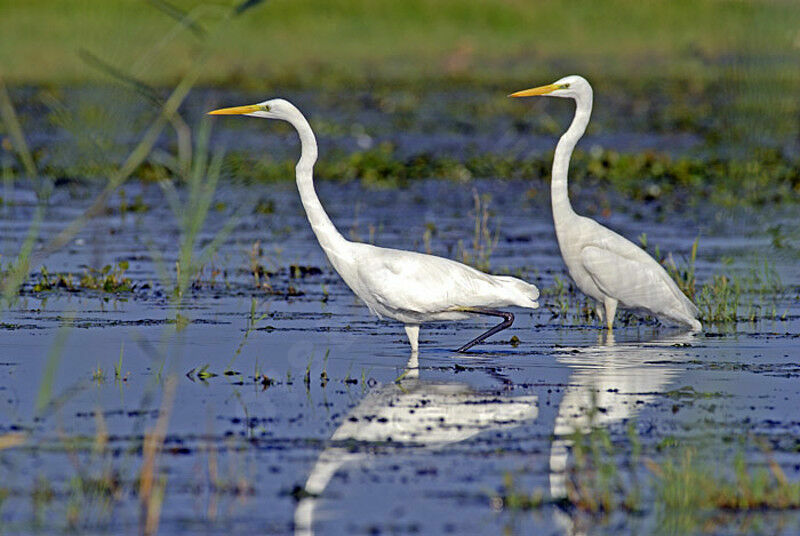 Great Egretadult post breeding