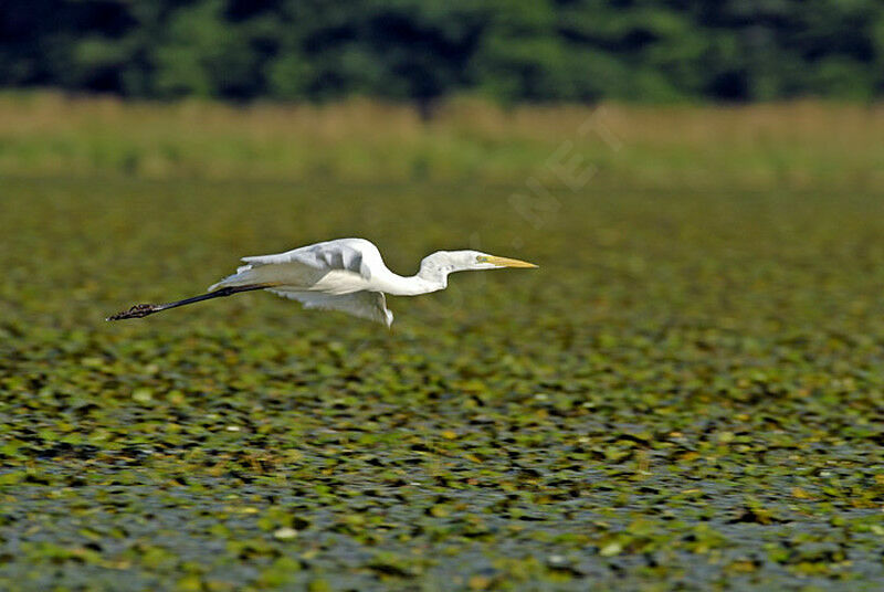 Great Egretadult post breeding