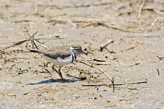 Three-banded Plover