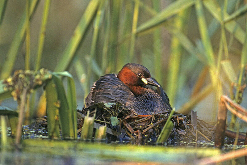 Little Grebe