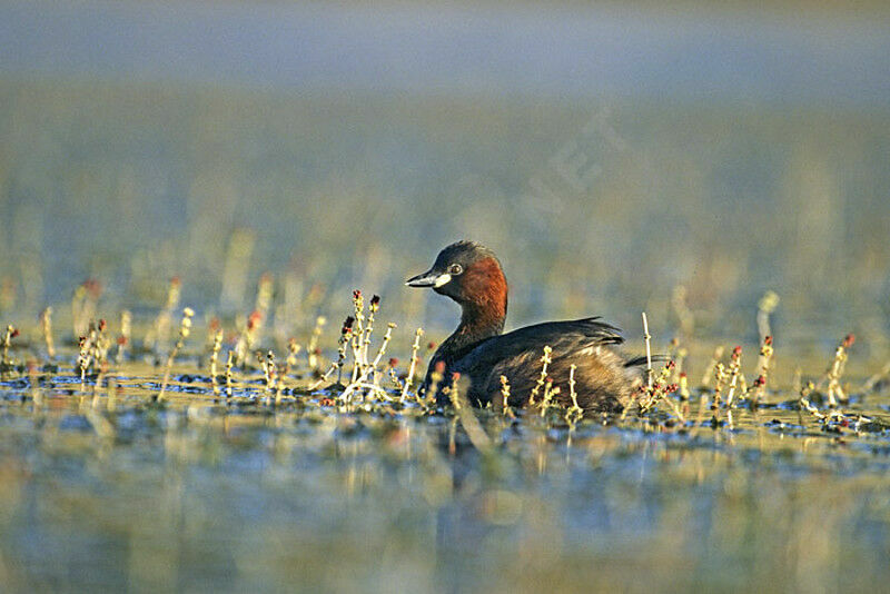 Little Grebe