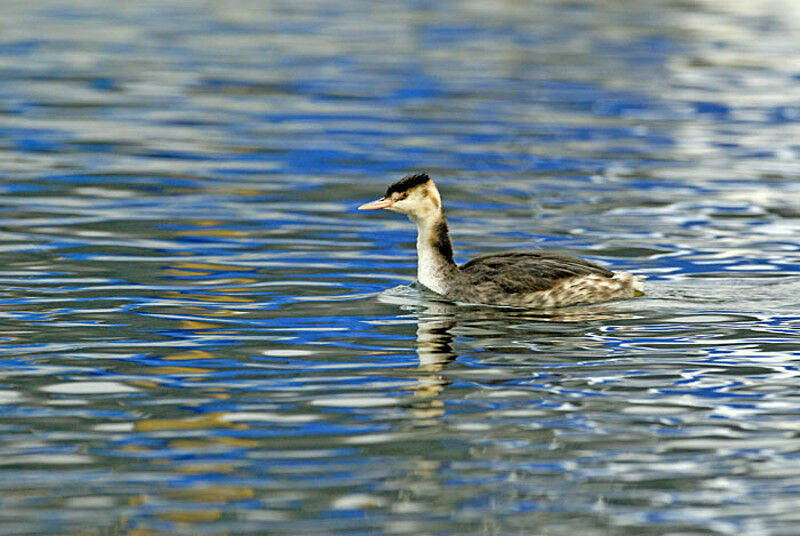 Great Crested Grebe