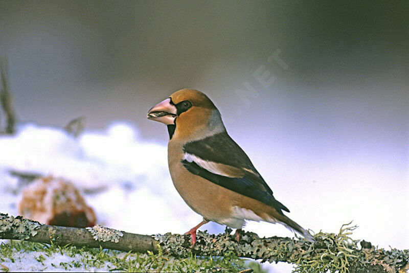 Hawfinch