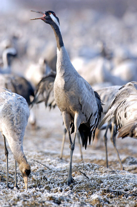 Common Crane