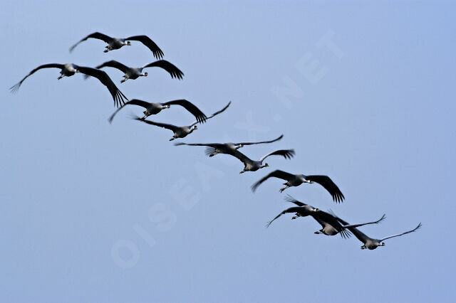 Common Crane