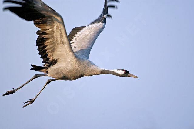 Common Crane