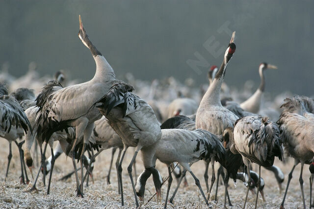 Common Crane