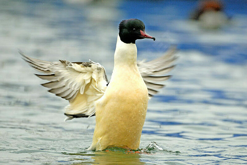 Common Merganser