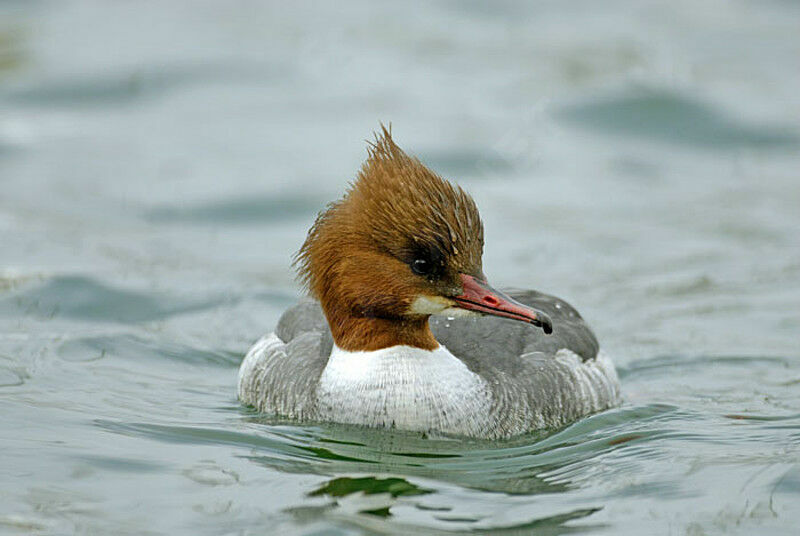 Common Merganser