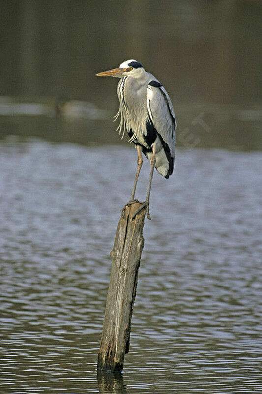 Grey Heron