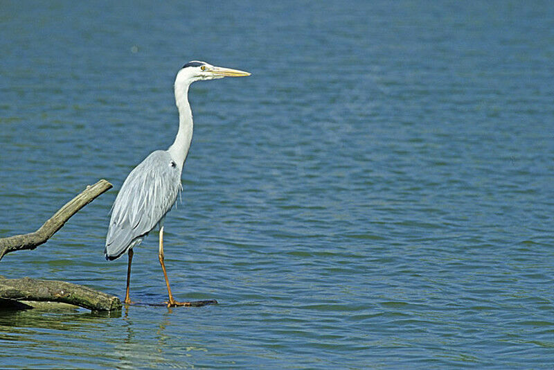 Grey Heron