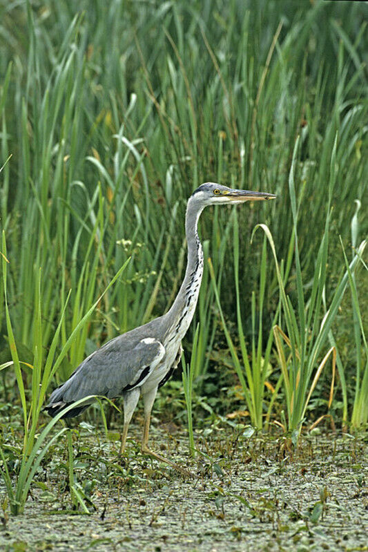 Grey Heron