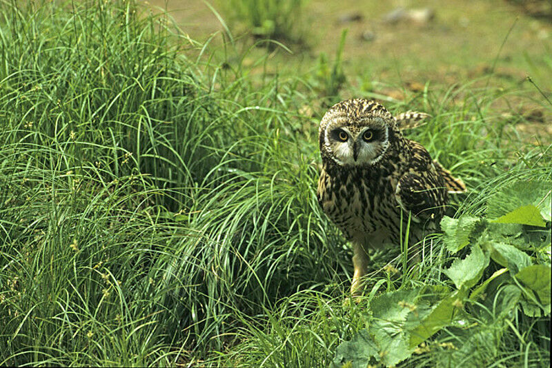 Hibou des marais