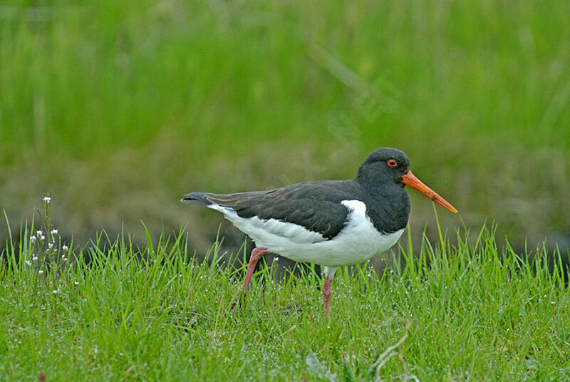 Eurasian Oystercatcheradult breeding