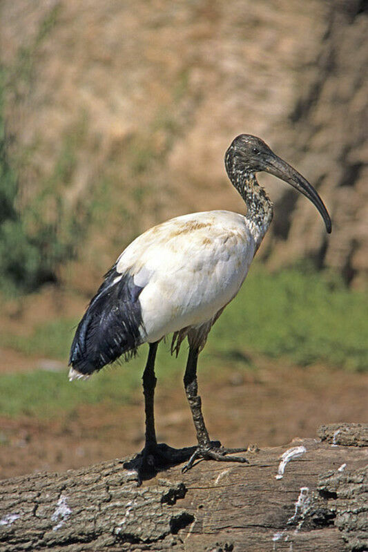 African Sacred Ibis