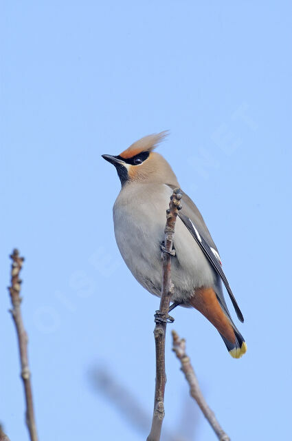 Bohemian Waxwing