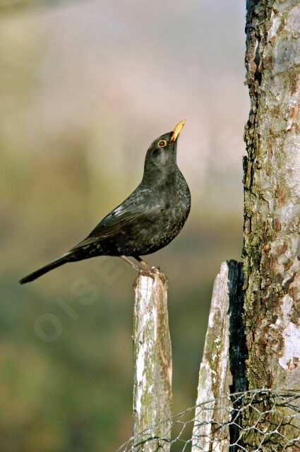 Common Blackbird