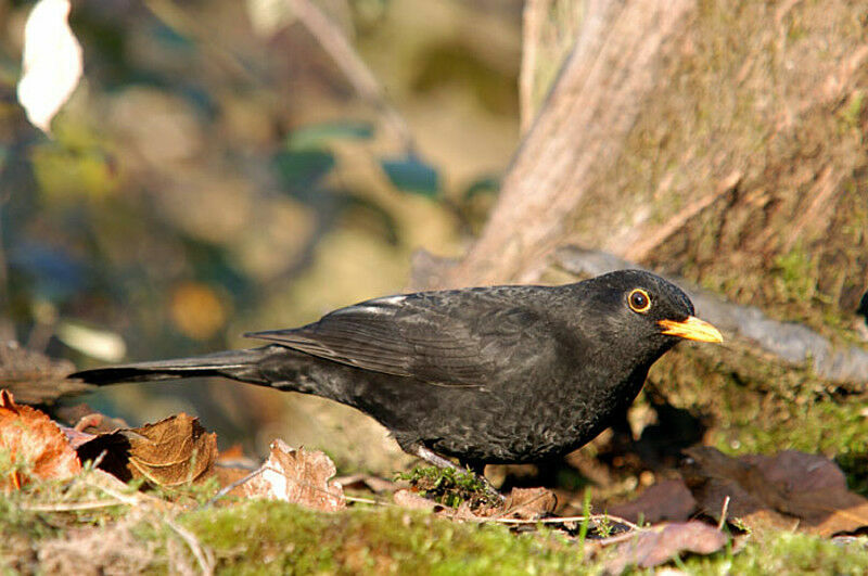 Common Blackbird