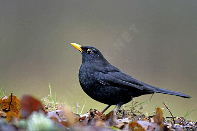 Common Blackbird