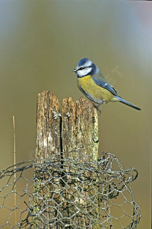 Eurasian Blue Tit