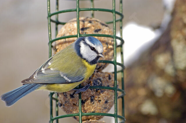 Mésange bleue