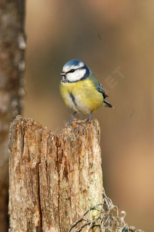 Eurasian Blue Tit