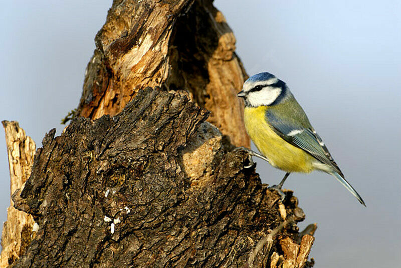 Eurasian Blue Titadult