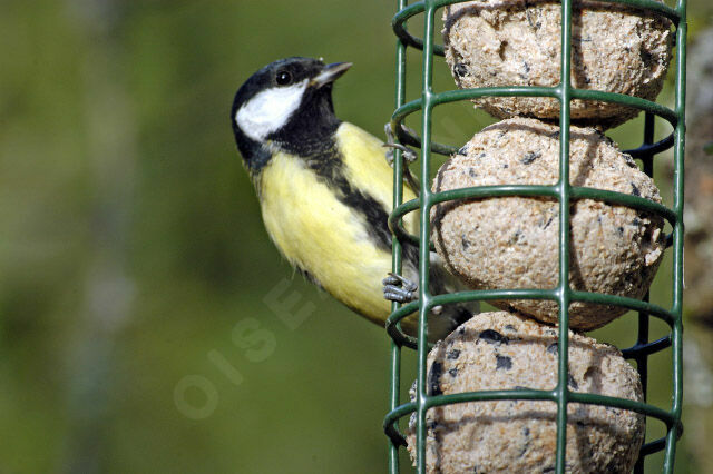 Great Tit