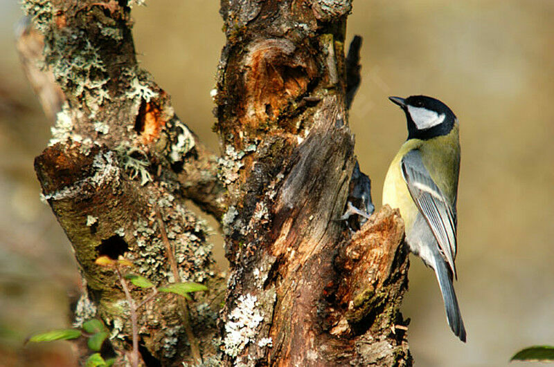 Mésange charbonnière