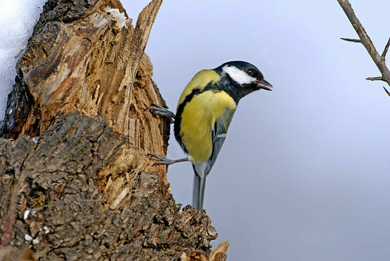 Mésange charbonnière femelle adulte