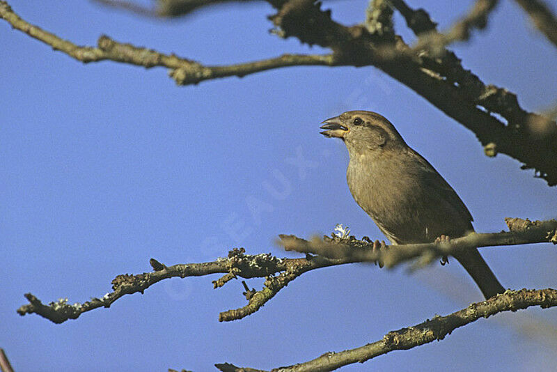 Moineau domestique