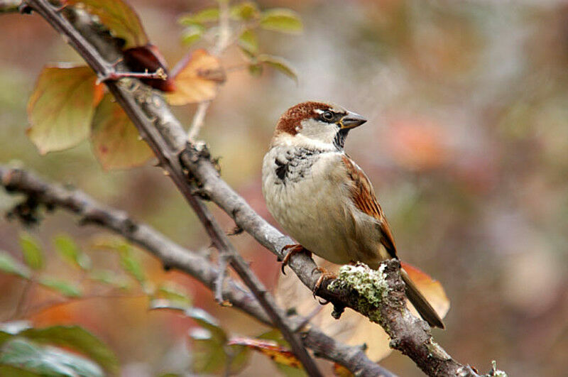 House Sparrow